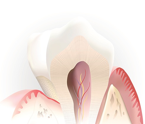 Animated inside of a healthy tooth not in need of root canal therapy